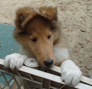 boy!