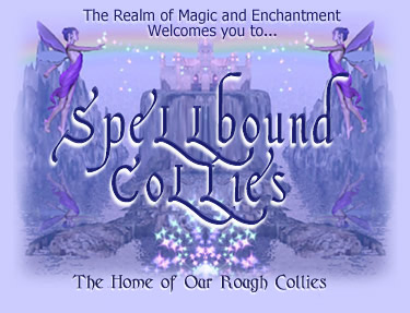 Click to enter the Realm of Spellbound Collies